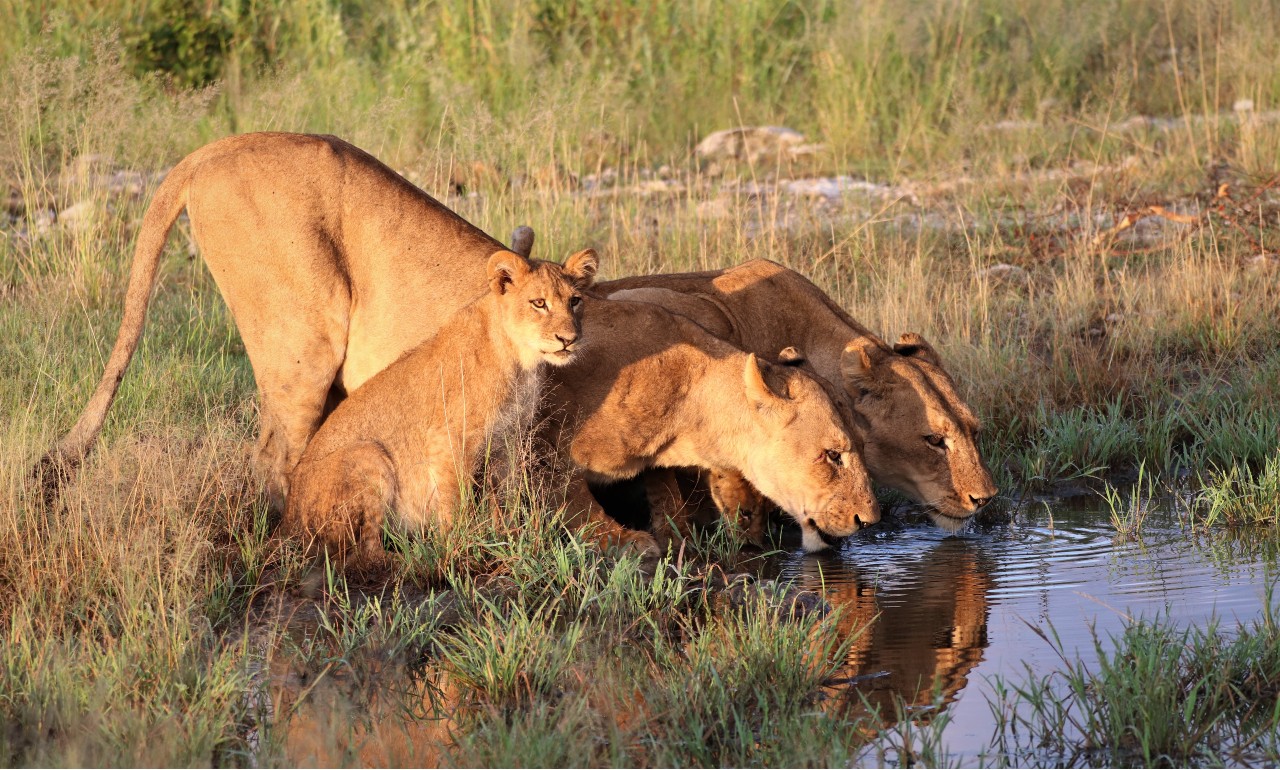 Seeing lions in the wild in Chobe National Park is an amazing animal experience