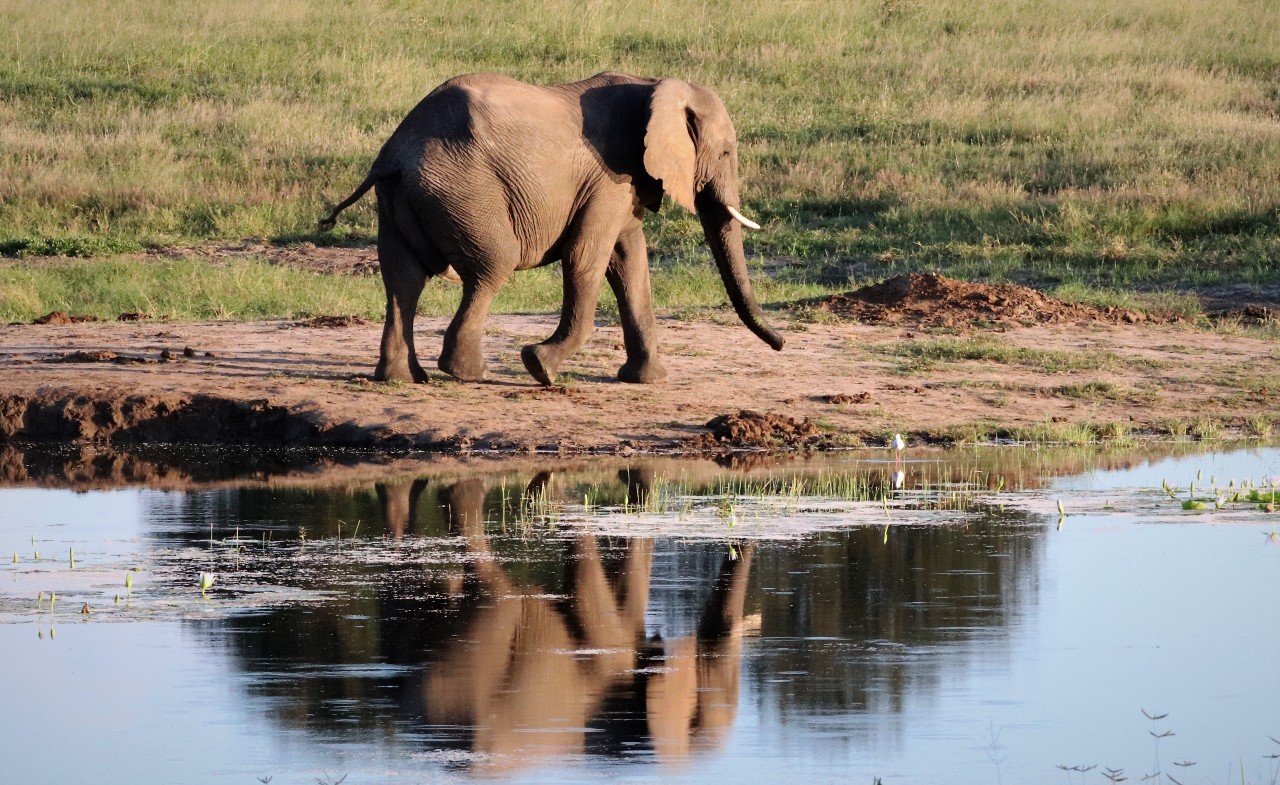 Watching an elephant at a waterhole in Hwange National Park is an incredible animal experience