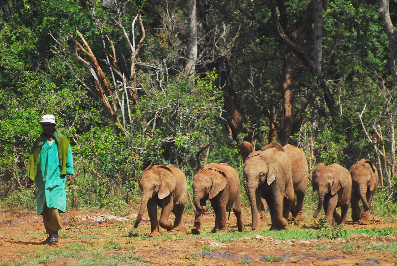 Orphaned elephants being walked by their carer at a sanctuary