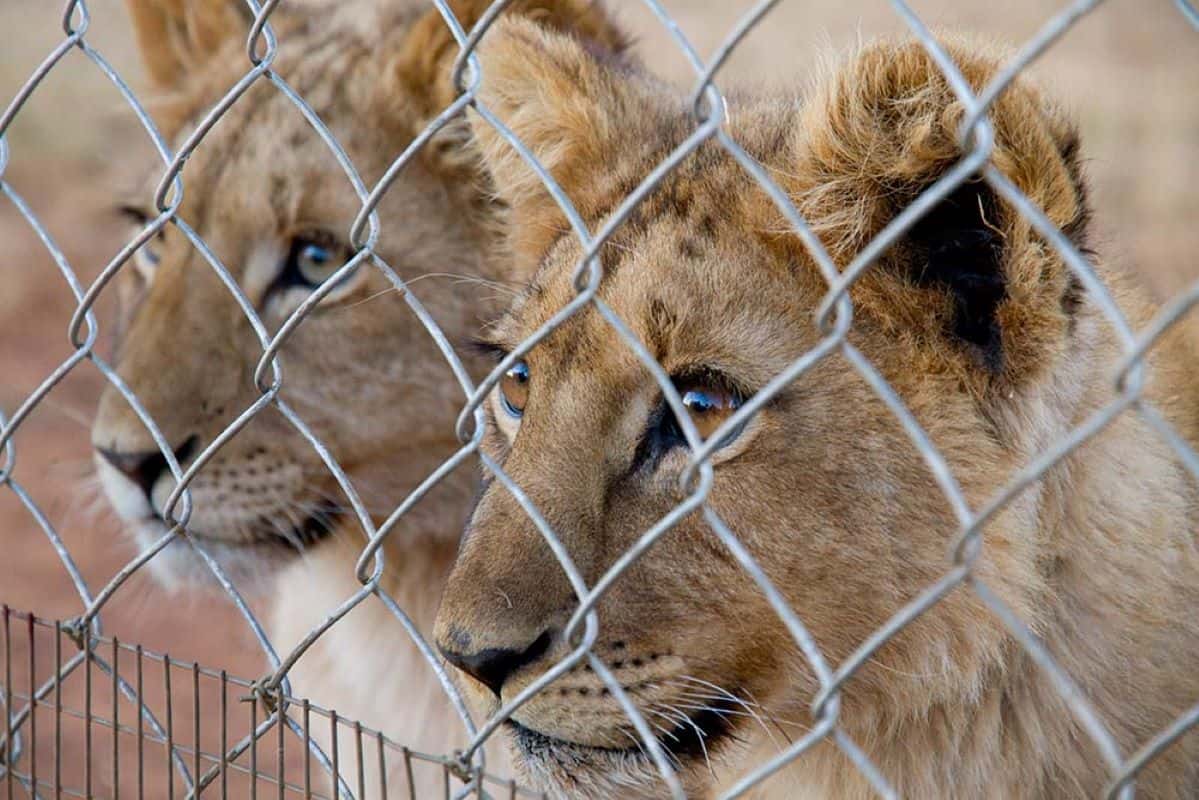 Lion cubs in captivity