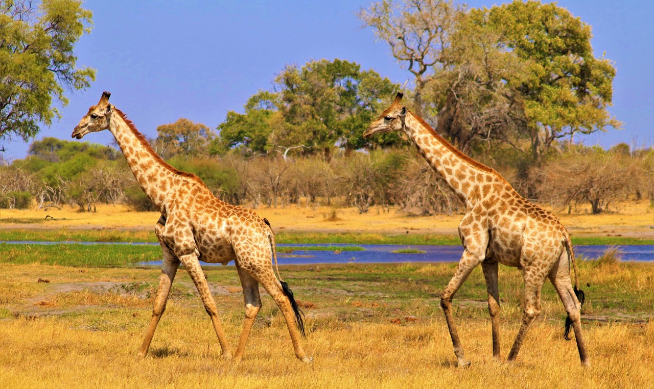 Giraffe while on safari