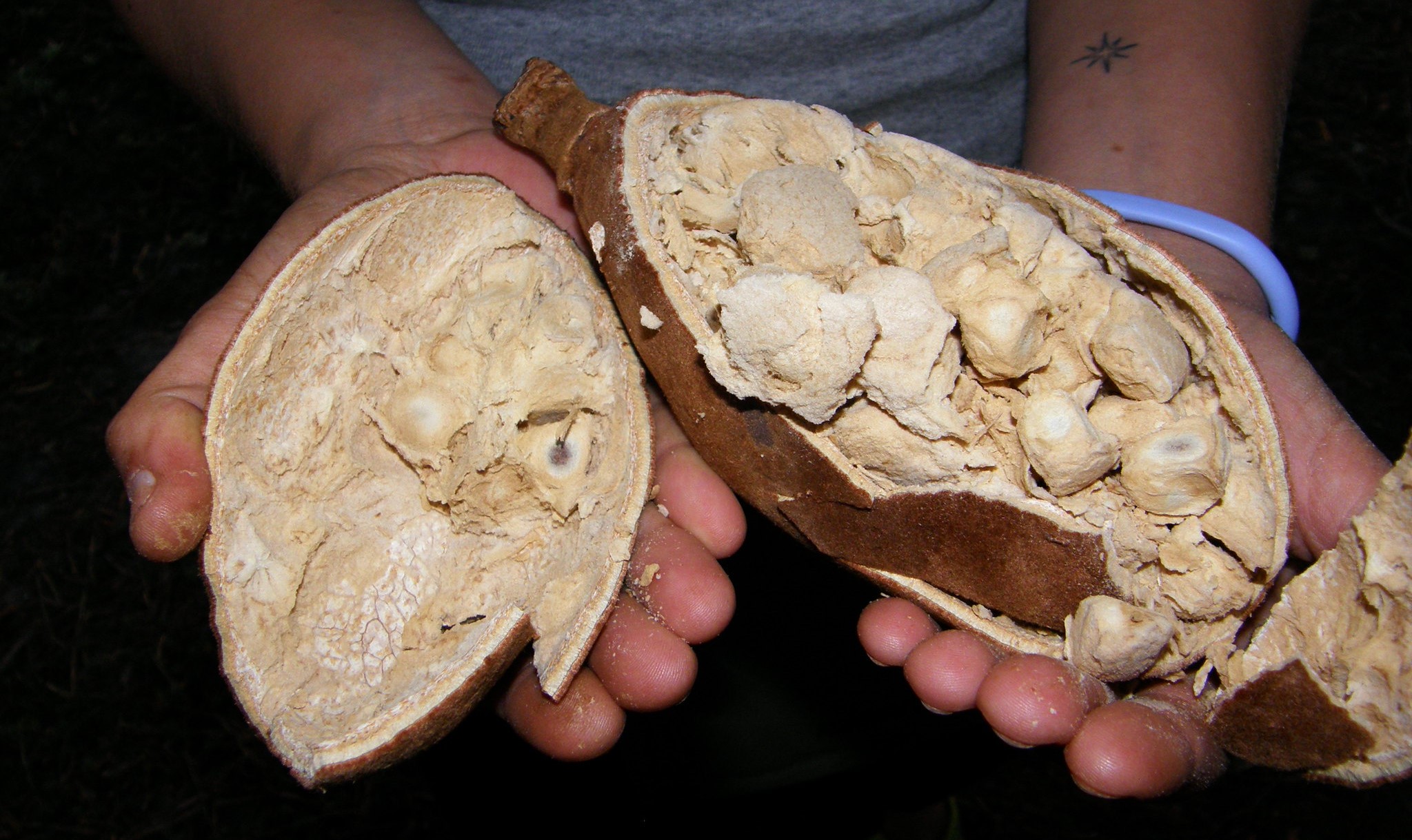 Local baobab fruit a delicacy in local Vic Falls cuisine