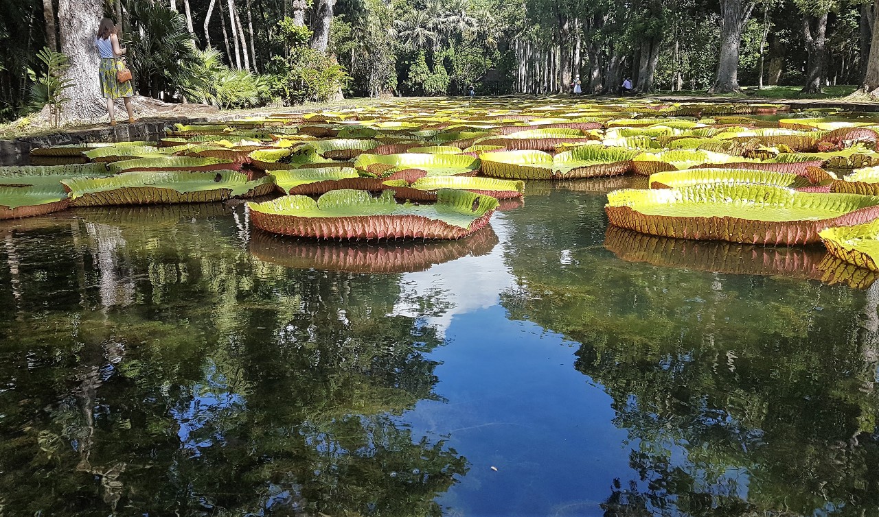 Giant waterlilies at the Mauritius National Botanical Gardens