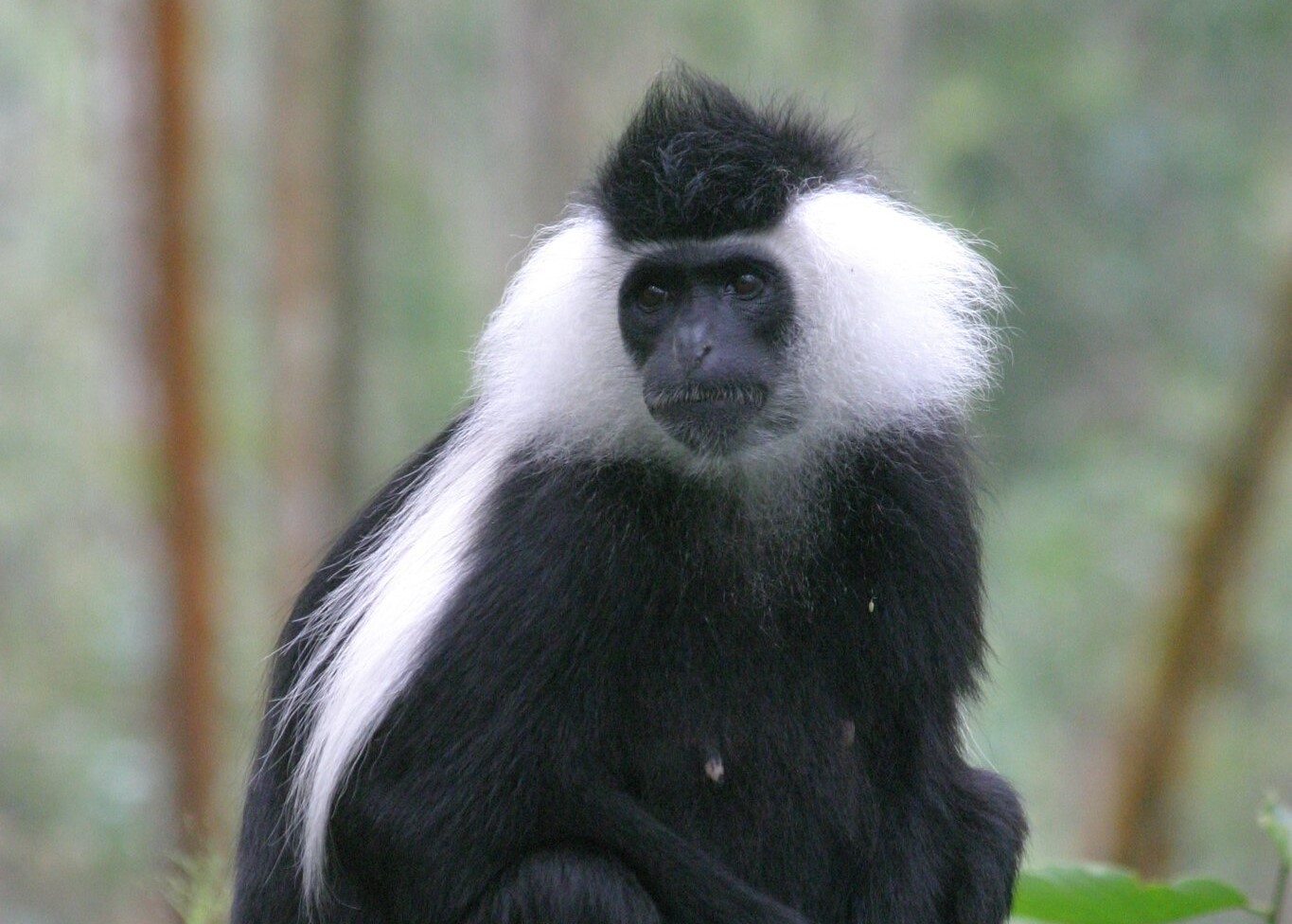 Angolan Colobus Monkey Gunther Eichhorn Flickr