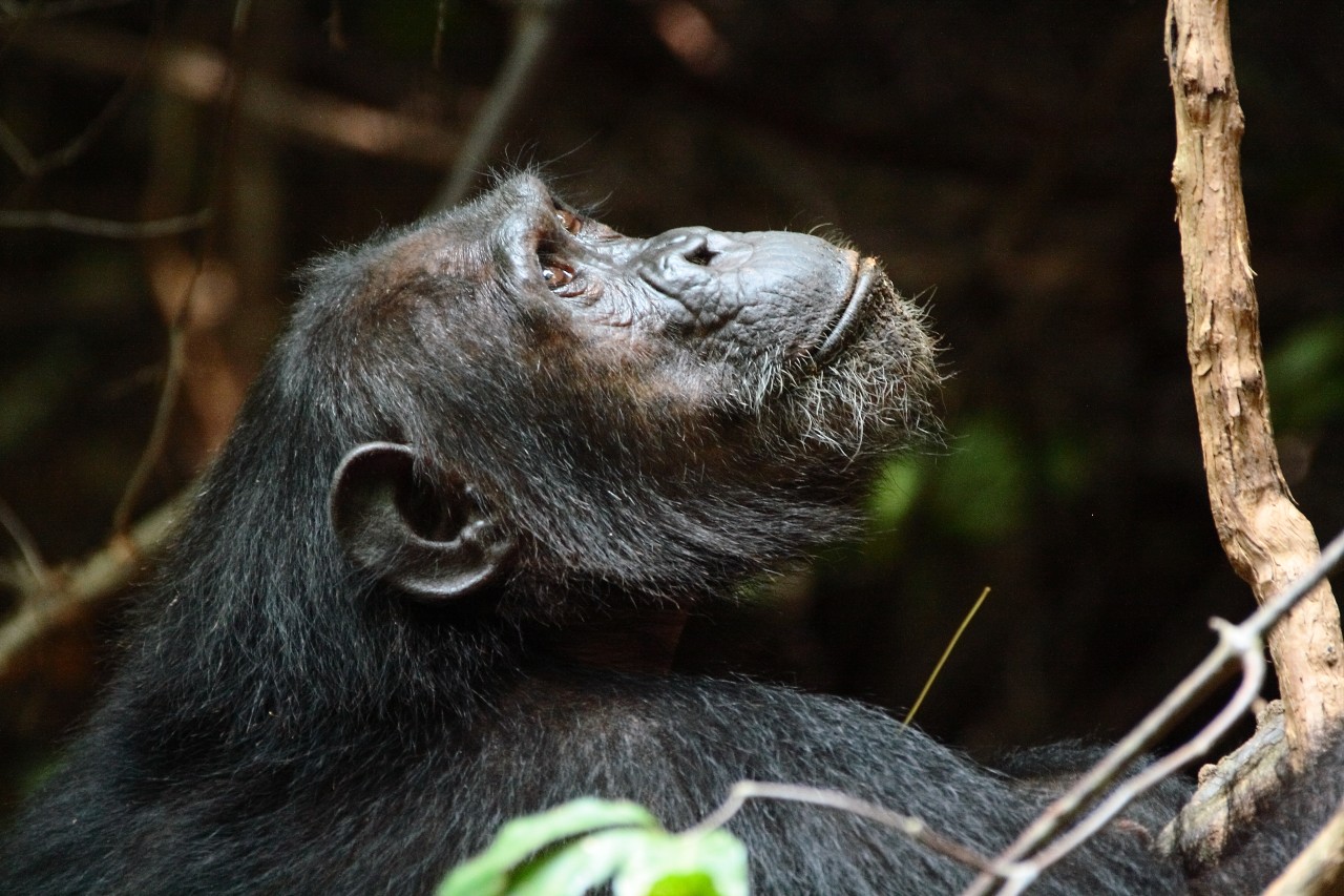 Chimpanzee Wikimedia