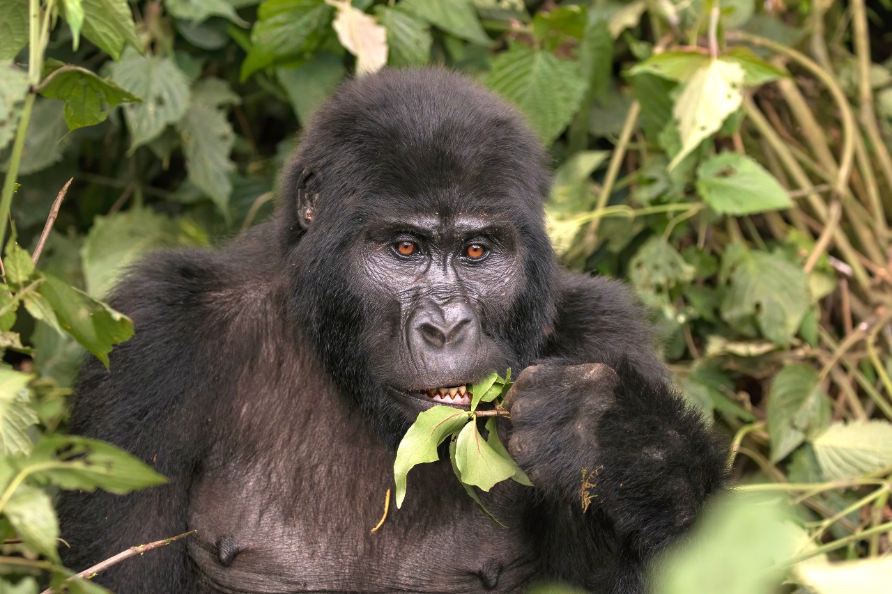Mountain Gorilla - pic Wikimedia